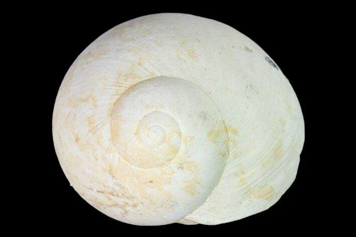 Pleistocene Gastropod Mollusk (Polinices) Fossil - Florida #148567